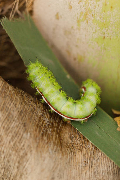 bruchi verde lime spikey su palme da cocco in un giardino della florida nella primavera del 2023 - lime butterfly foto e immagini stock