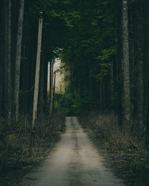 istock a trail through a dark forest surrounded by tall trees on a foggy day 1477812464