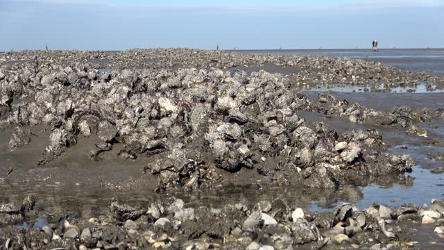 Oyster beds in the Wadden Sea at low tide, Pacific oyster, Magallana gigas