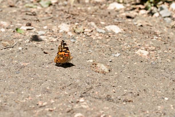istock Beautiful, vibrant butterfly atop a sandy desert ground 1477813947