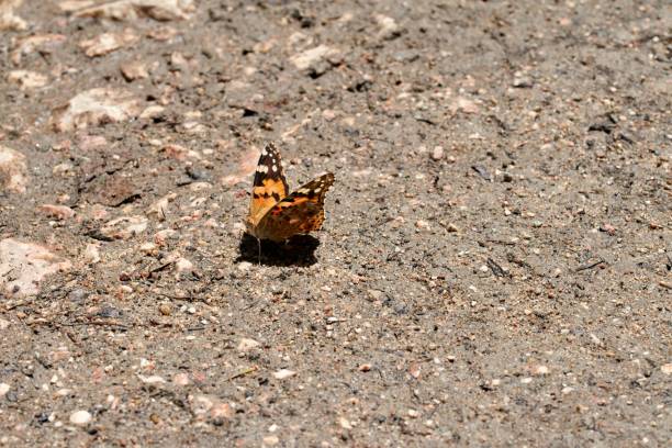 istock Beautiful, vibrant butterfly atop a sandy desert ground 1477813962