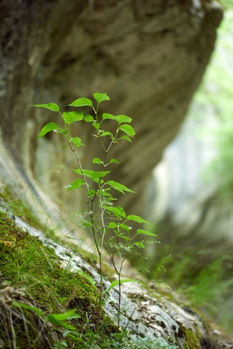 A lush green plant growing from between large rocks on the edge of a deep ravine