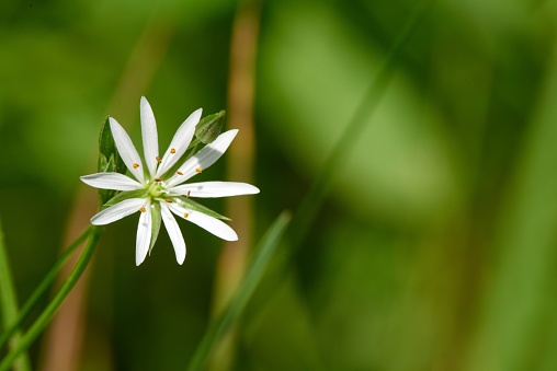 A single white common starwort standing tall in a lush, sunlit meadow of green grass