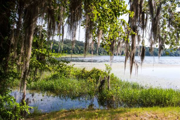 istock Beautiful Mc Clay state park in Tallahassee, Florida. 1477814917