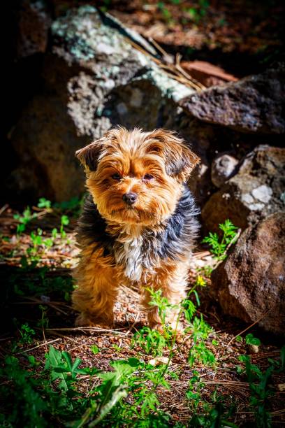 istock Yorkshire Terrier in a grassy meadow with a few rocks 1477815168