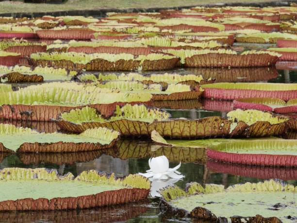 istock Green giant amazonica water lily leaves on a pond 1477815179