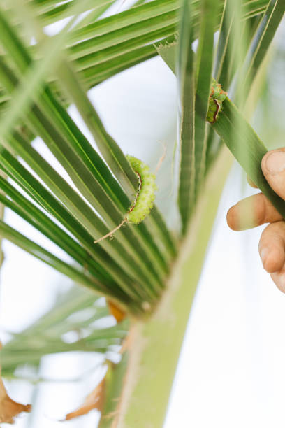 bruchi verde lime spikey su palme da cocco in un giardino della florida nella primavera del 2023 - lime butterfly foto e immagini stock