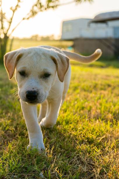 istock Young, white puppy is standing in a grassy field, exploring its environment alone 1477815564