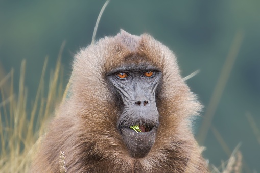An eating gelada baboon looking at the camera. Semien Mountains, Ethiopia.