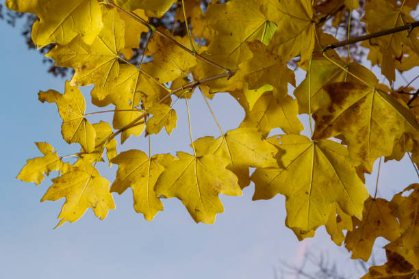 istock Yellow maple leaves on the branches. Autumn nature background with maple tree leaves 1477815979