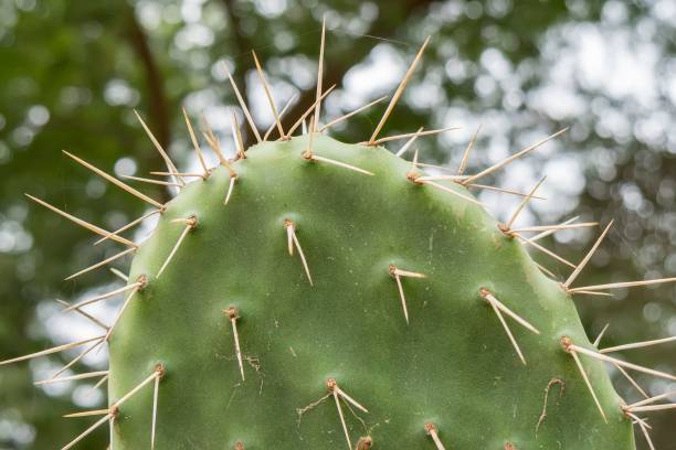 istock a cactus with many needles on it standing out in front of some trees 1477816184