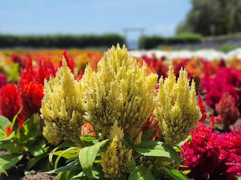 The vibrant Celosia flowers bed situated in the center of a road in a bustling town