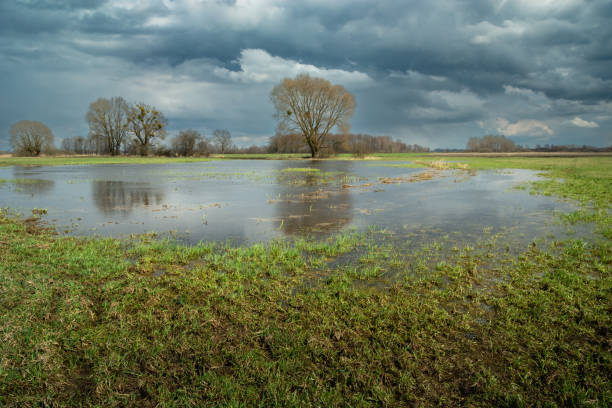 istock Flooded green meadow with trees and cloudy sky 1477819404