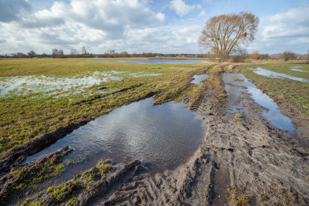 istock Puddles on a dirt road and meadow, a tree and clouds on the sky 1477819438