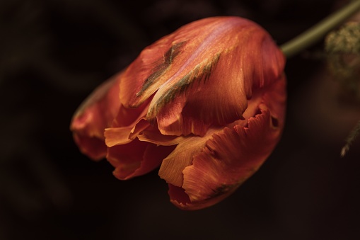 A vibrant close-up shot of an orange tulip flower, with its petals gently opening up