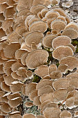 istock Bracket fungi on fallen tree 1477824027