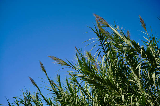 Dry plants against the sky. Swamp grass on a blue background. Details of nature. Dry stem.
