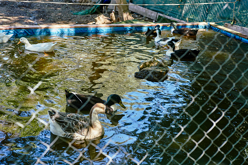 ducks in a water tank