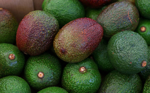 istock Fresh green and purple avocado on retail display 1477824550