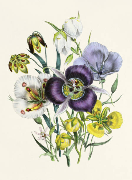 schöne blumenillustration. globus-lilie. calochortus - globe lily stock-grafiken, -clipart, -cartoons und -symbole