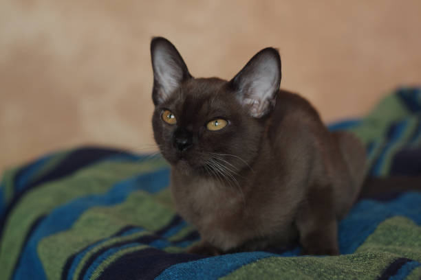 istock Portrait brown Burmese cat 1477828349