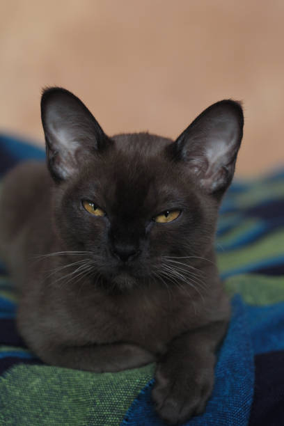istock Portrait brown black cat 1477828735