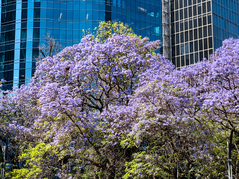 Springtime in Mexico, Jacaranda trees in bloom along Reforma Avenue in Mexico City’s financial district