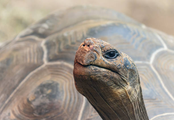 Close-up view of a Galapagos giant tortoise (Chelonoidis niger)