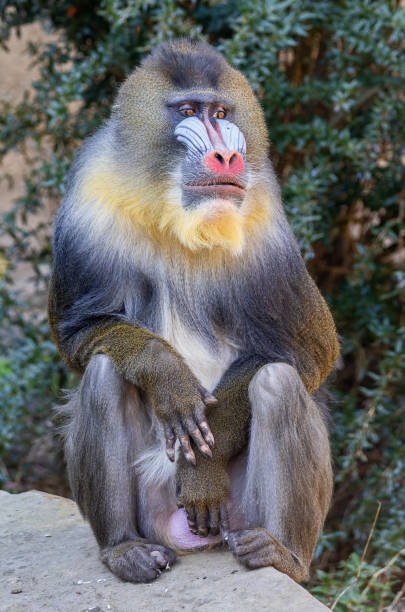 Portrait view of a male Mandrill (Mandrillus sphinx)