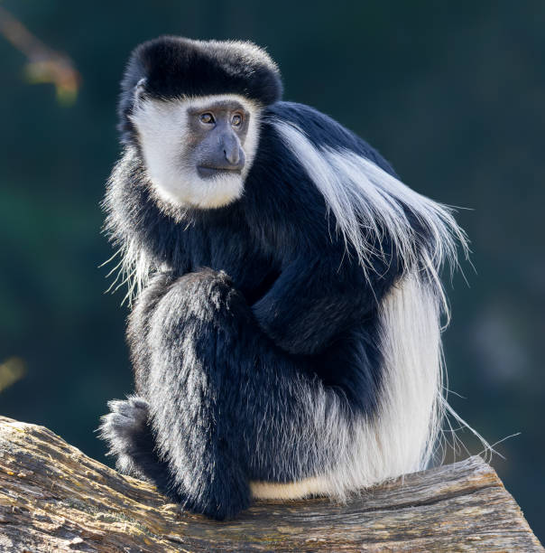 close-up view of a mantled guereza - colobo preto e branco oriental imagens e fotografias de stock