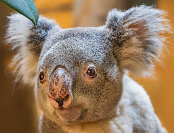 istock Close-up view of a koala 1477833168