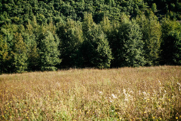 meadow near the forest