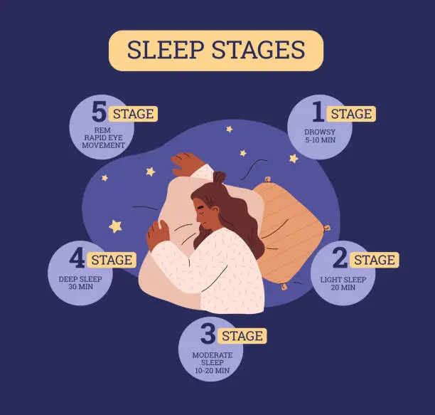 Vector illustration of Sleep stages infographic, flat vector illustration isolated.