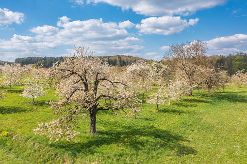 Bird's-eye view of blossoming cherry trees in Franconian Switzerland near Egloffsteinerhüll - Germany