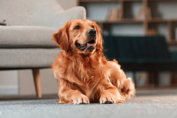 Calm pet is relaxed, lying down on the floor. Cute Golden retriever dog is indoors in the domestic room stock photo