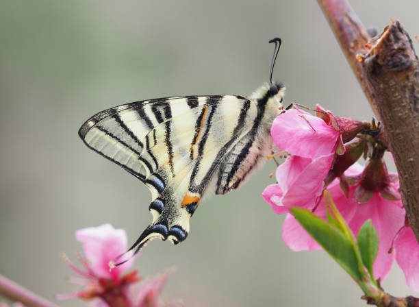 le rare papillon à queue d’hirondelle sur fleur rose du pêcher, iphiclides podalirius - scarce swallowtail photos et images de collection