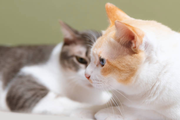 두 고양이는 얼굴을 맞대고 싸울 준비를 하고 서로를 쳐다보았다. - pets problems conflict humor 뉴스 사진 이미지