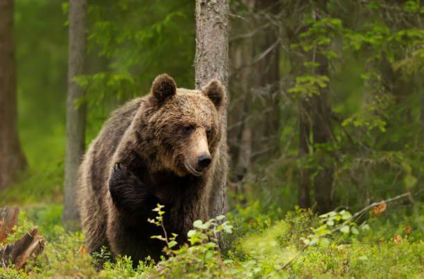 istock Close up of an Eurasian Brown bear in a forest 1477836608