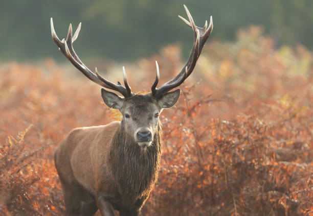 istock Red deer stag on a misty autumn morning 1477836926