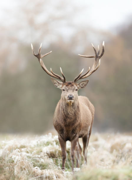 istock Red deer stag standing on a frosted grass in winter 1477837048