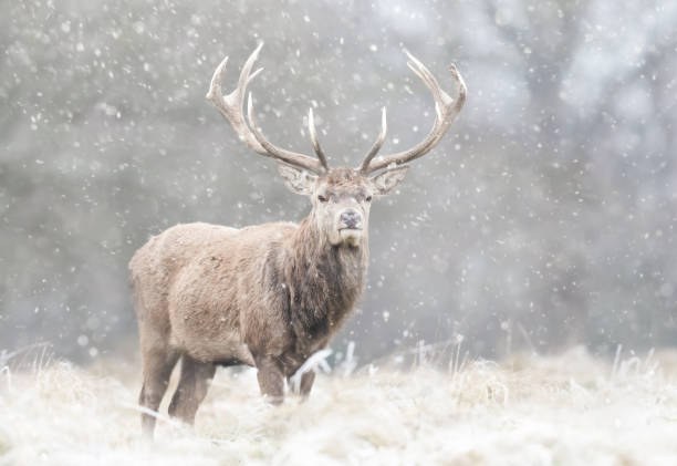 istock Red deer stag in the falling snow in winter 1477837053