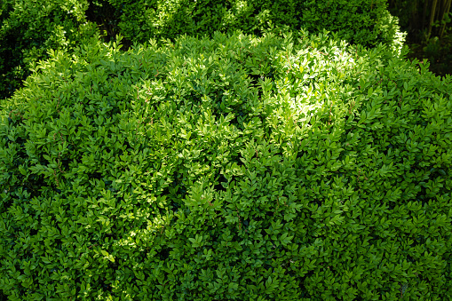 Bright glossy young green foliage on bush of boxwood Buxus sempervirens or European box. Evergreen garden. Close-up. Texture of leaves as background. Nature concept for design. Selective focus.