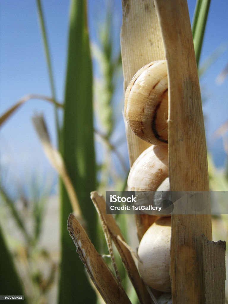 Weinbergschnecke-Jacken - Lizenzfrei Ausgedörrt Stock-Foto