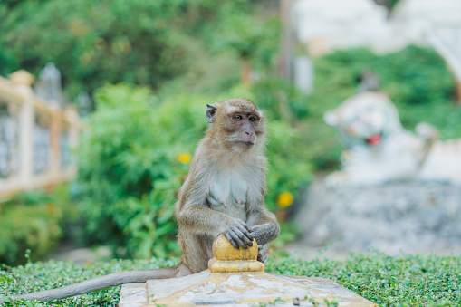 Portrait of grey monkey sitting in the temple in Thailand