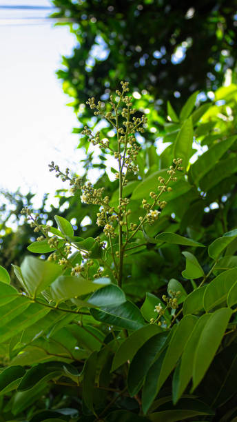 istock Flower of longan  in garden with blue sky 1477842721