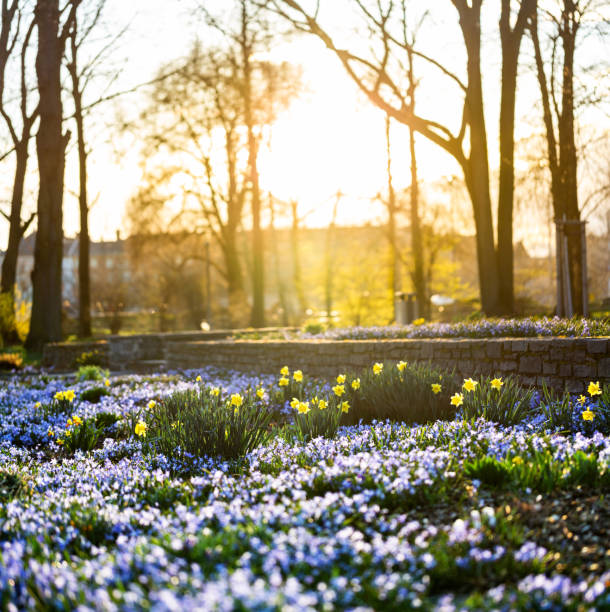 Closeup of flowers harmony, narcissus and daisy blooming in the park just at the beginning of spring season. Photo taken late in the afternoon with the sun in the background