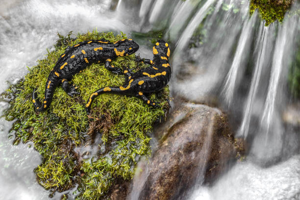 Fire salamander on the ground