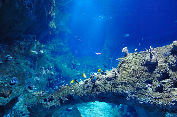 istock Many sea fishs in a big aquarium 147784413