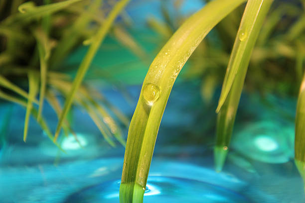 Water droplet on green grass stock photo