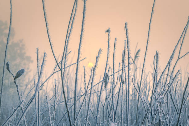 istock Gorgeous cold morning scene. Bush branches, covered with rime ice crystals pattern. Rising sun behind. 1477846987